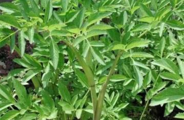 白芨種植發(fā)展前景怎么樣？